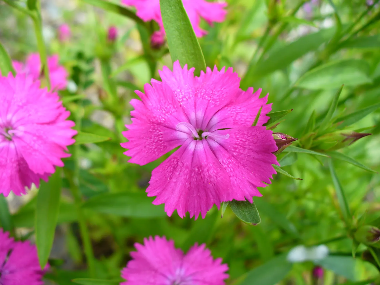China Pinks (Dianthus Chinensis) — They are adaptable to a range of well-draining soil types but thrive in loamy, slightly alkaline soil, image 73