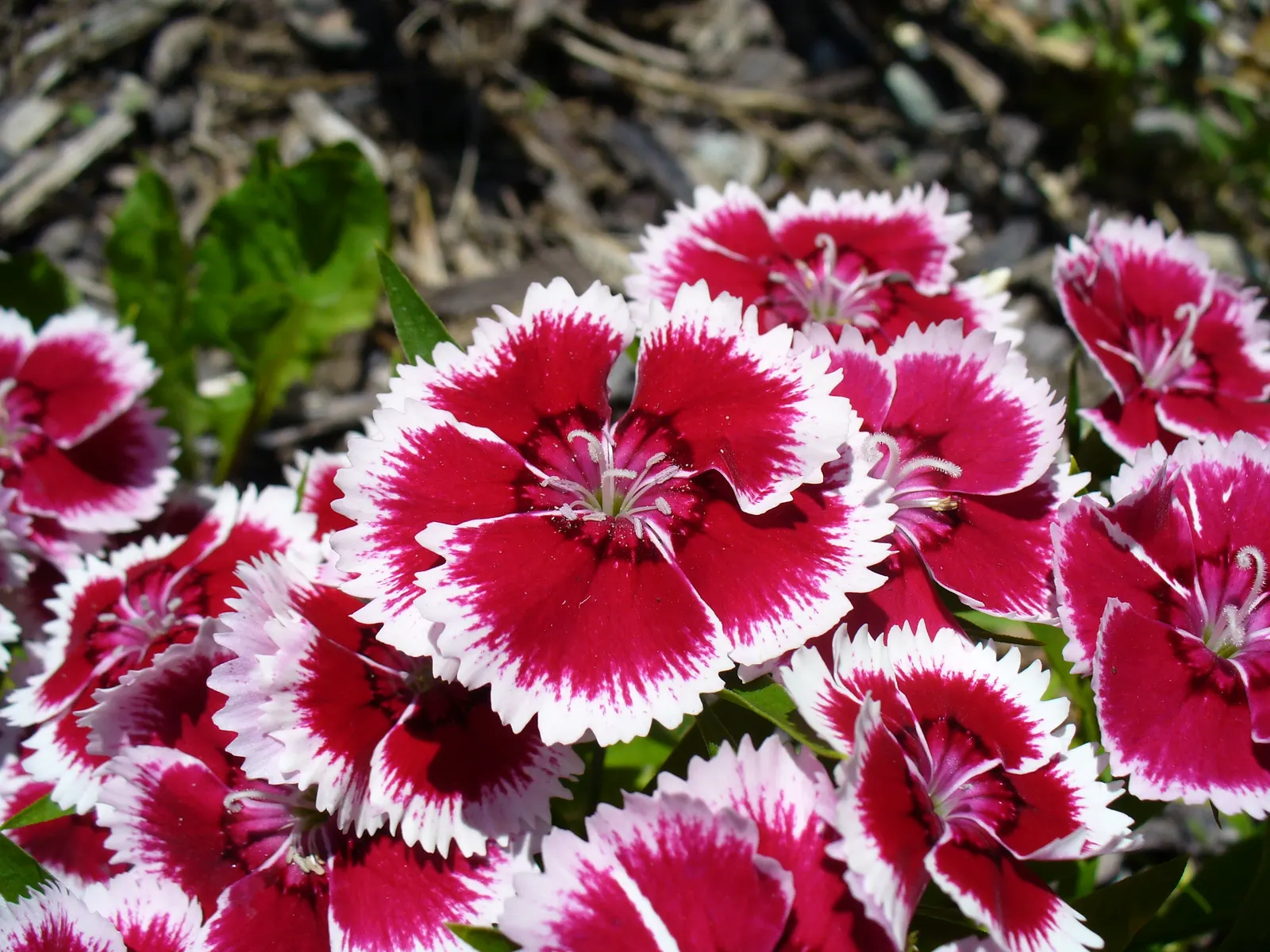 China Pinks (Dianthus Chinensis) — basking in at least 6 hours of direct sunlight per day; clove-scented blossoms on compact foliage, image 71
