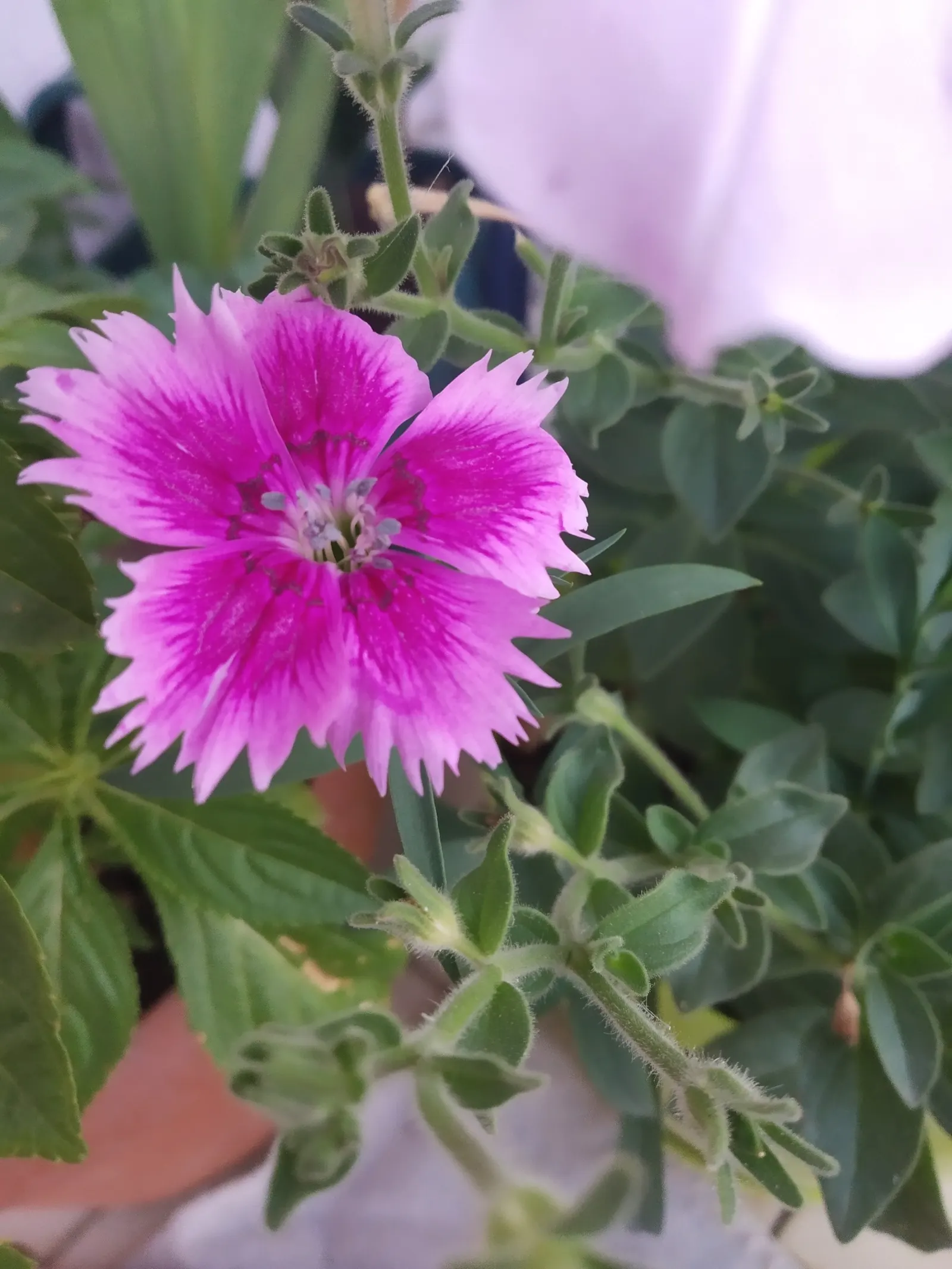 China Pinks (Dianthus Chinensis) — clove-scented blossoms on compact foliage; ideal for borders, the plant's flowers range from white to deep red, image 88