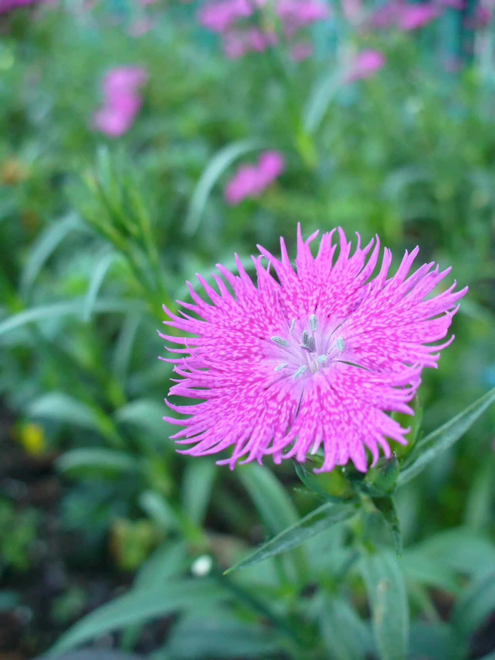 China Pinks (Dianthus Chinensis) — Incorporating China Pinks into borders, rockeries, or as an edging plant can create striking visual impacts, image 83