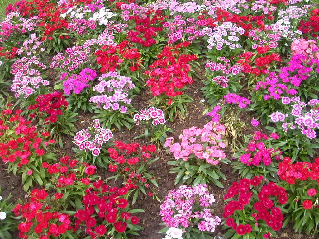China Pinks (Dianthus Chinensis) — biennial for full or half; they can also shine in container gardening, adding an element of versatility to their, image 87