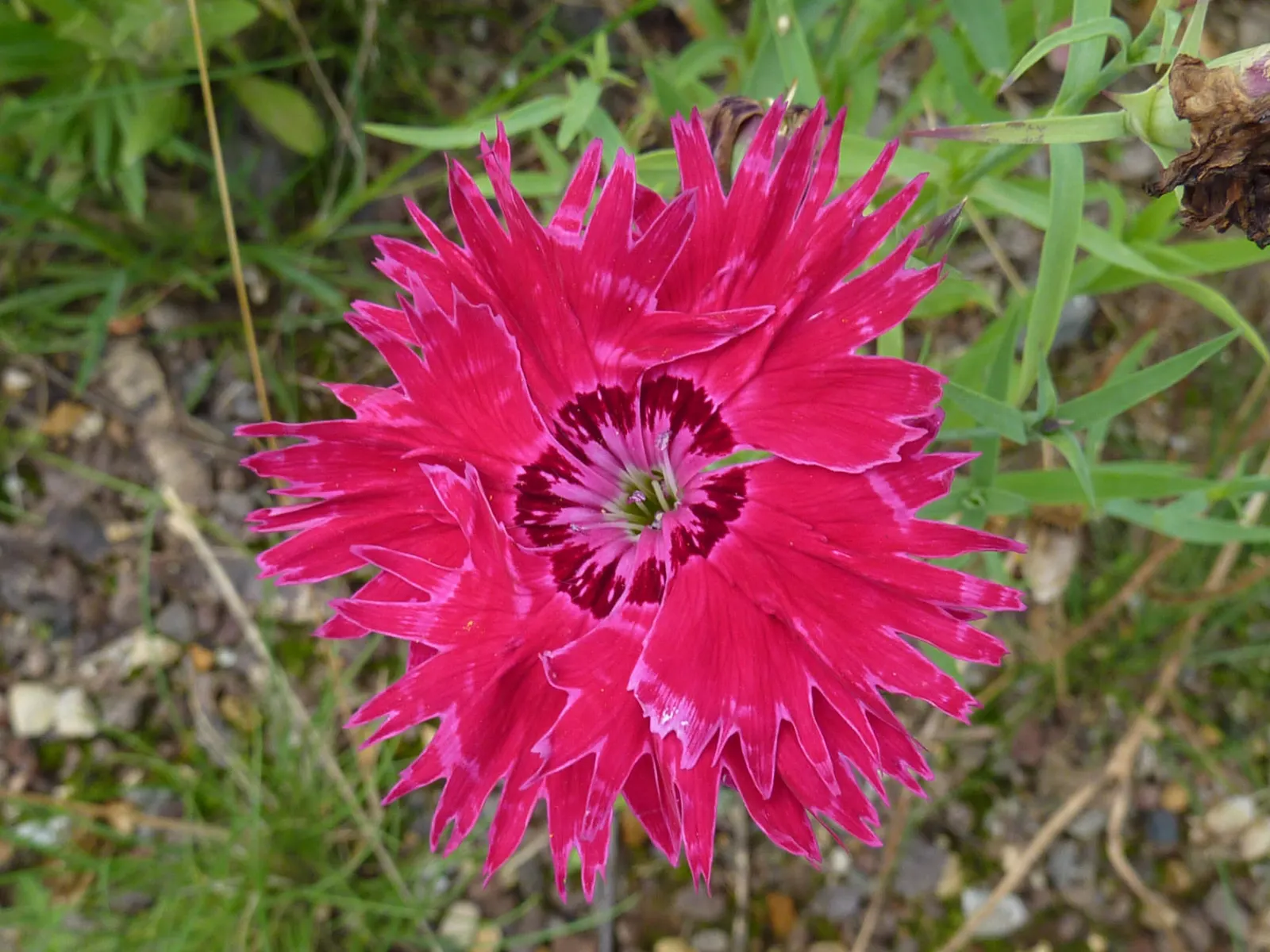 China Pinks (Dianthus Chinensis) — reaching 6-12 inches in height