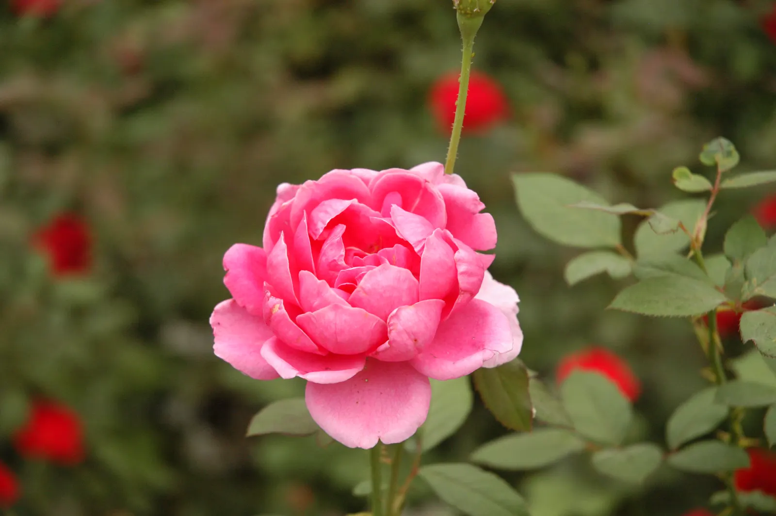 China Pinks (Dianthus Chinensis) — ensuring a low-maintenance option for the discerning gardener or landscape architect; with some varieties, image 82