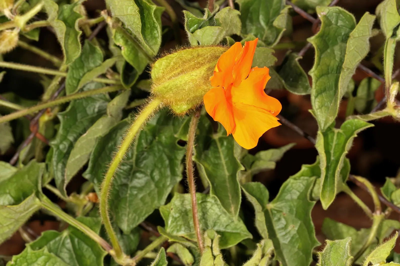 Orange Clock Vine (Thunbergia Gregorii) — To promote denser foliage and more flowers