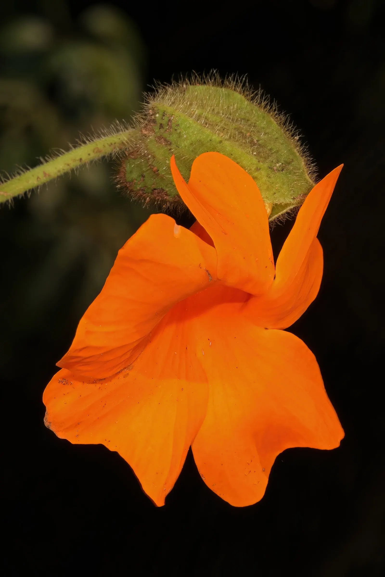 Orange Clock Vine (Thunbergia Gregorii) — it can swiftly cover trellises and fences