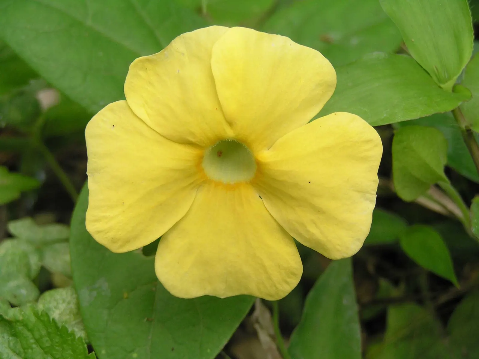 Orange Clock Vine (Thunbergia Gregorii) — This sun-loving vine blooms year-round, requires moderate water, and prefers well-draining soil