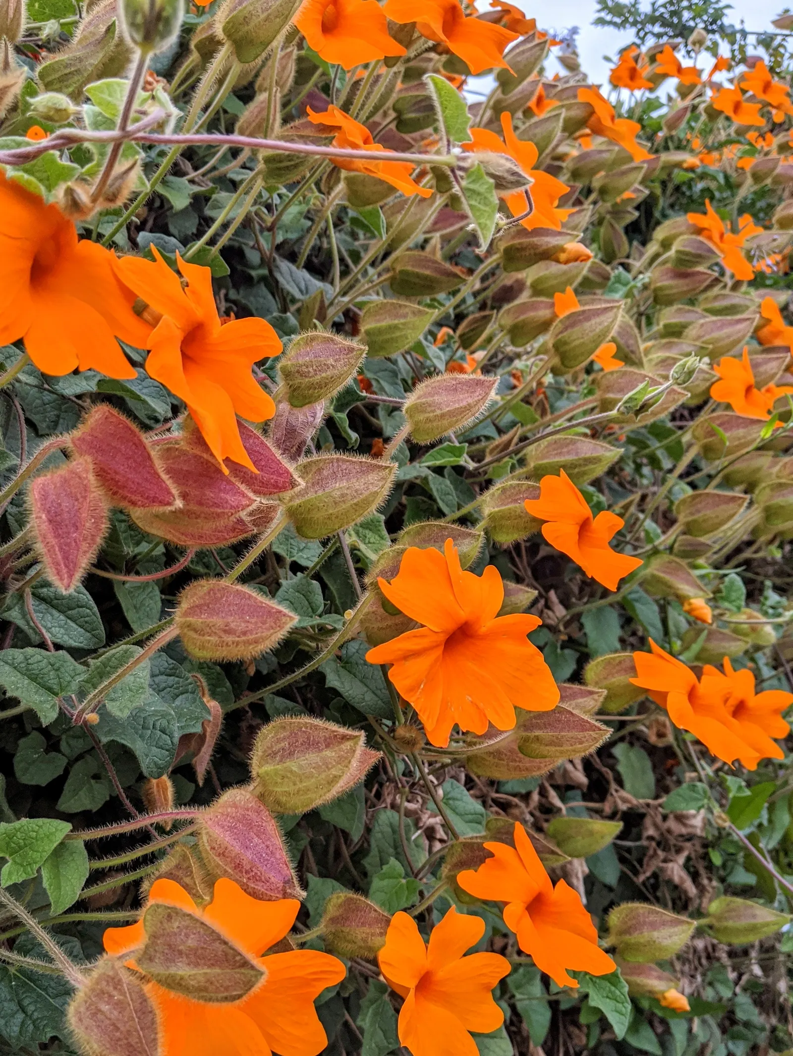 Orange Clock Vine (Thunbergia Gregorii) — Its growth can reach between 4 to 8 feet in length
