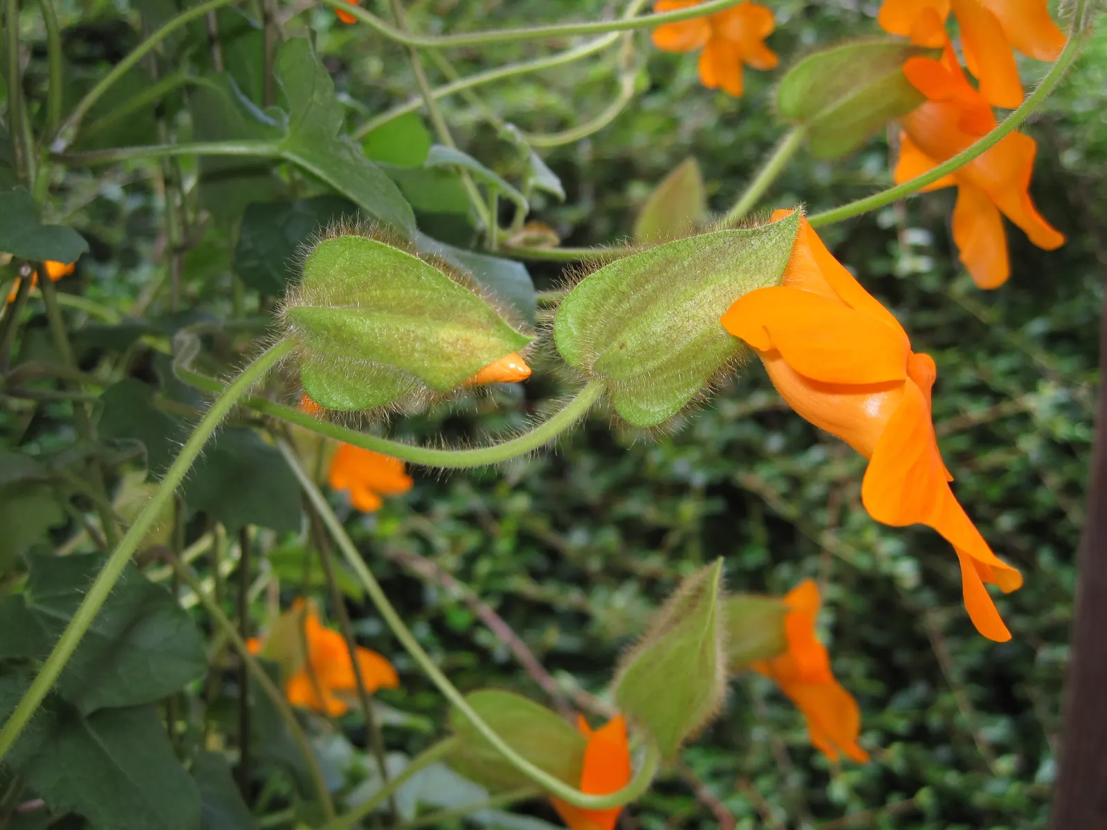 Orange Clock Vine (Thunbergia Gregorii) — fast-growing perennial with striking orange flowers resembling open-faced clocks