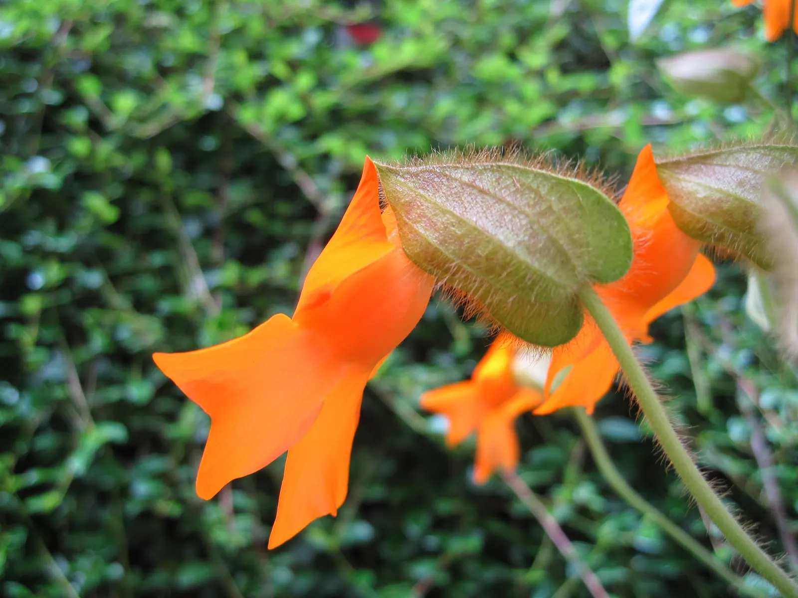 Orange Clock Vine (Thunbergia Gregorii) — about 1.5 to 2 inches in diameter
