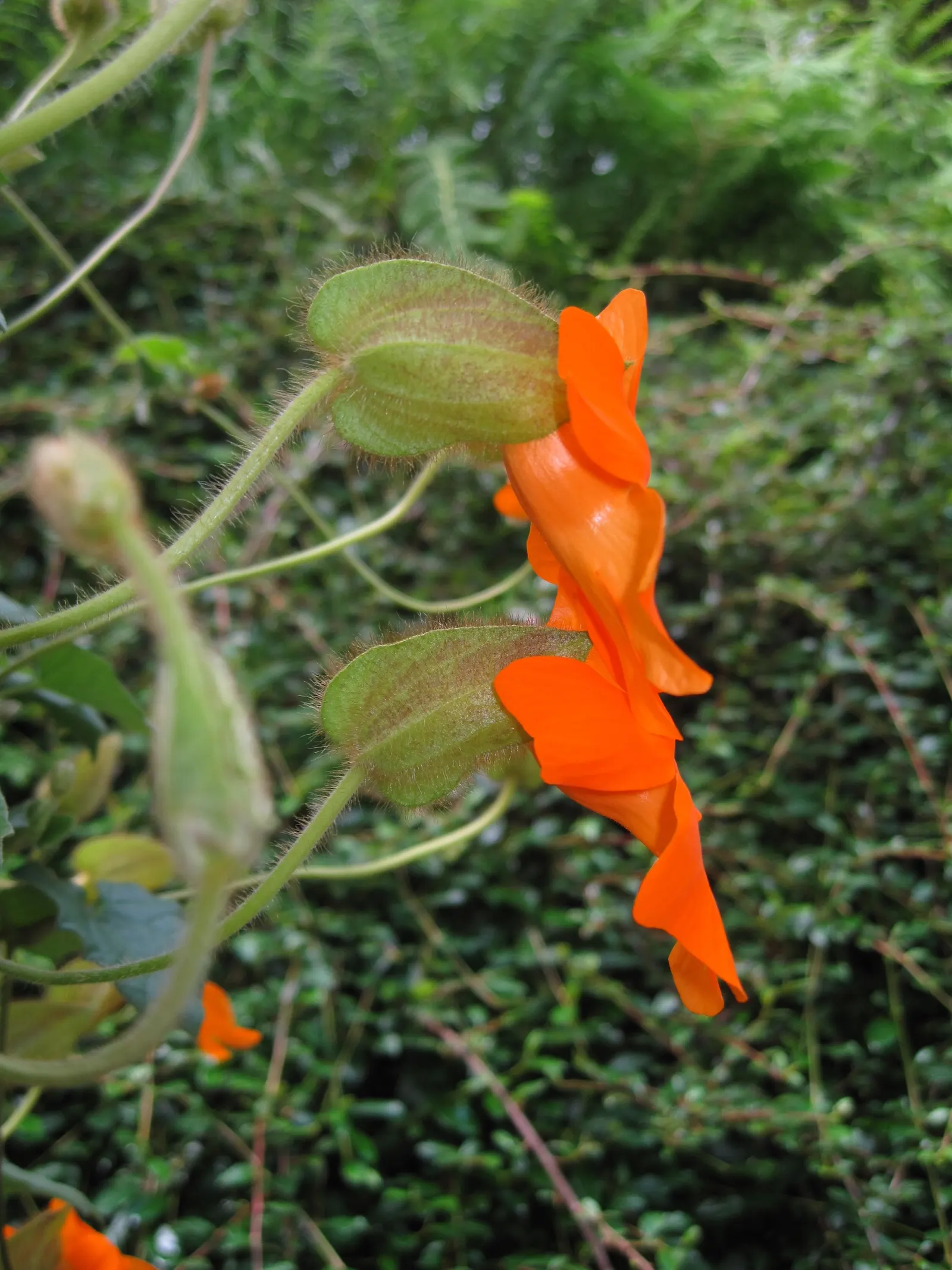 Orange Clock Vine (Thunbergia Gregorii) — relishing full sun to partial shade conditions