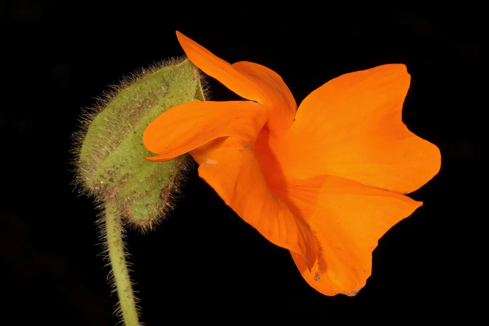 Orange Clock Vine (Thunbergia Gregorii) — making it an impressive visual screen