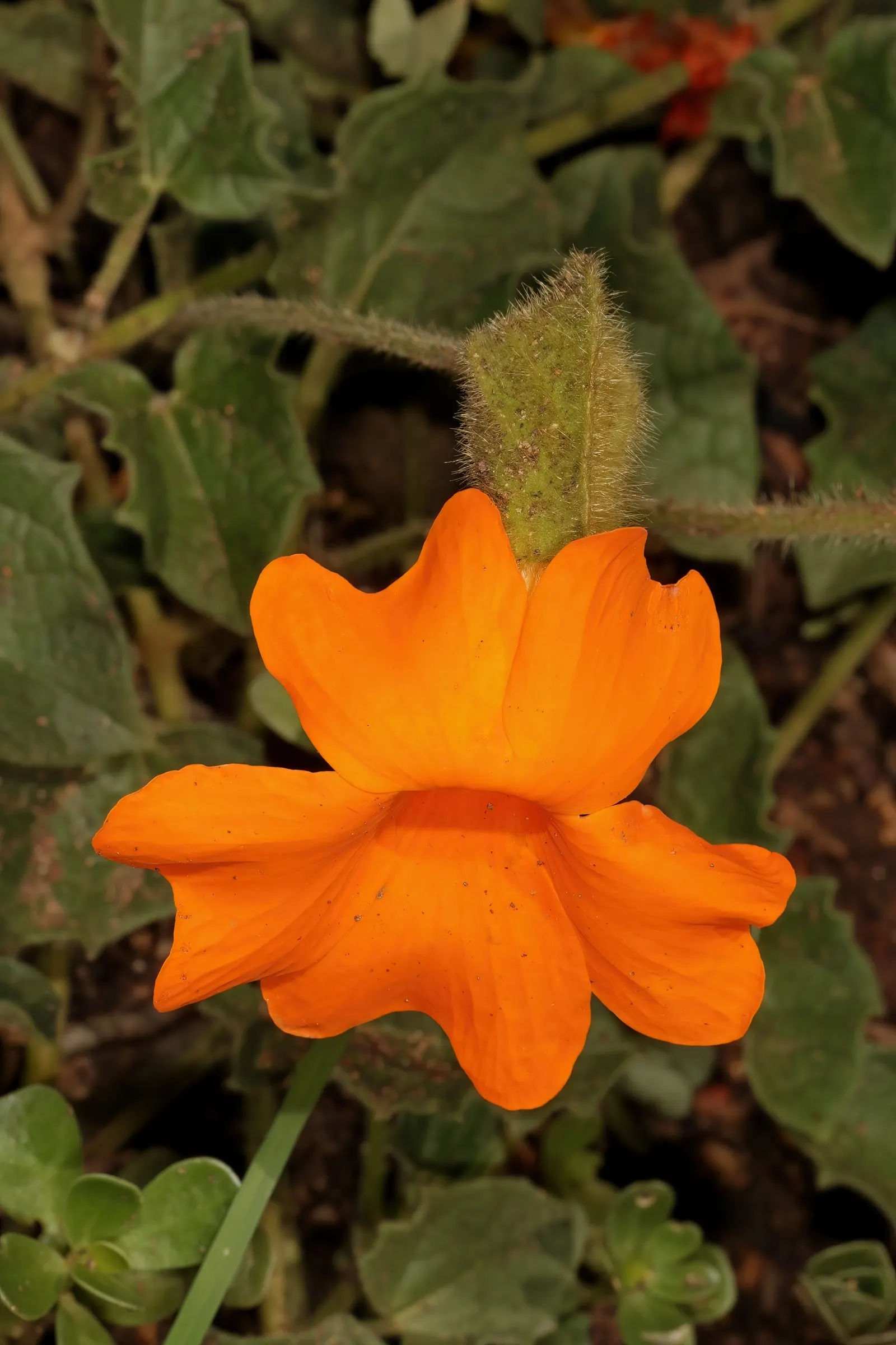 Orange Clock Vine (Thunbergia Gregorii) — with the ability to spread approximately 3 to 6 feet wide