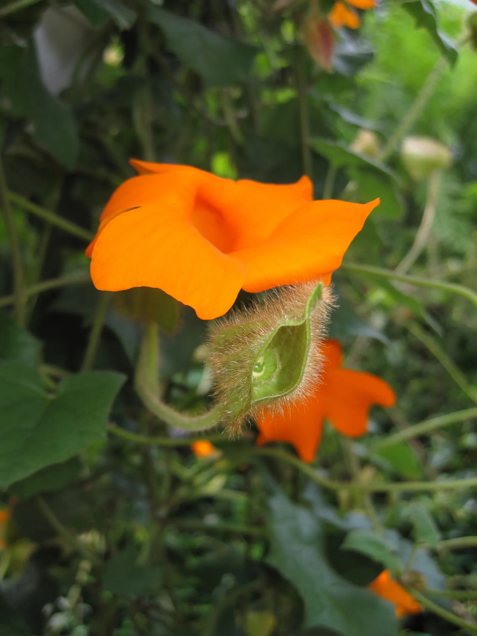 Orange Clock Vine (Thunbergia Gregorii) — radiating a tropical aesthetic