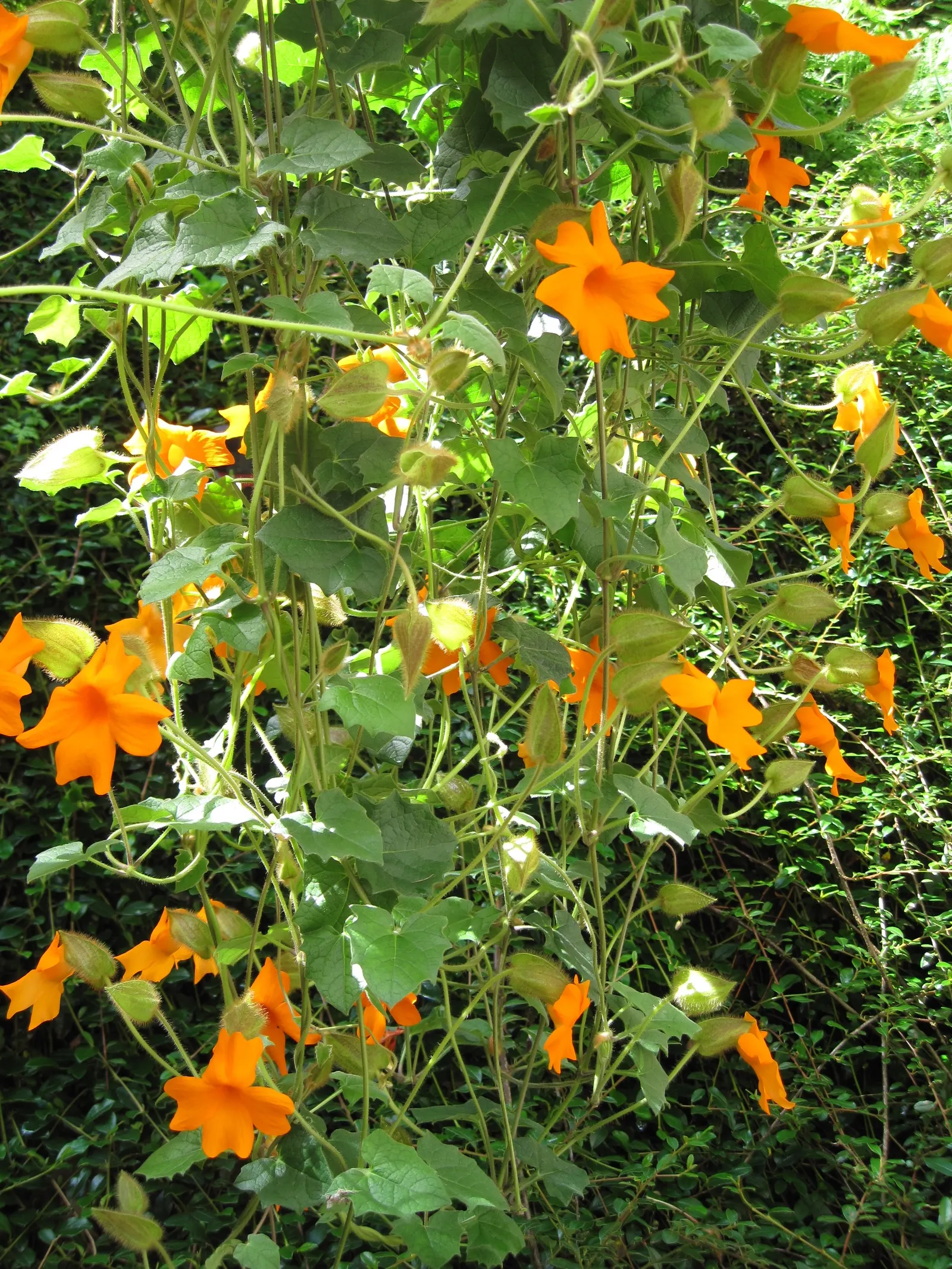Orange Clock Vine (Thunbergia Gregorii) — is a vivacious and fast-growing evergreen vine noted for its vibrant orange flowers