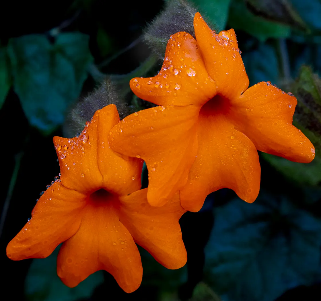 Orange Clock Vine (Thunbergia Gregorii) — the Orange Clock Vine requires a warm microclimate with temperatures above 60&deg;F
