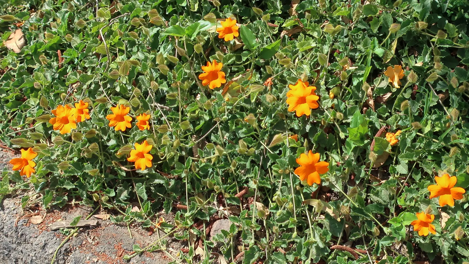 Orange Clock Vine (Thunbergia Gregorii) — reaching up to 8 feet in height