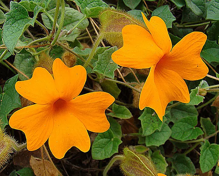 Orange Clock Vine (Thunbergia Gregorii) — orange flowers in the garden