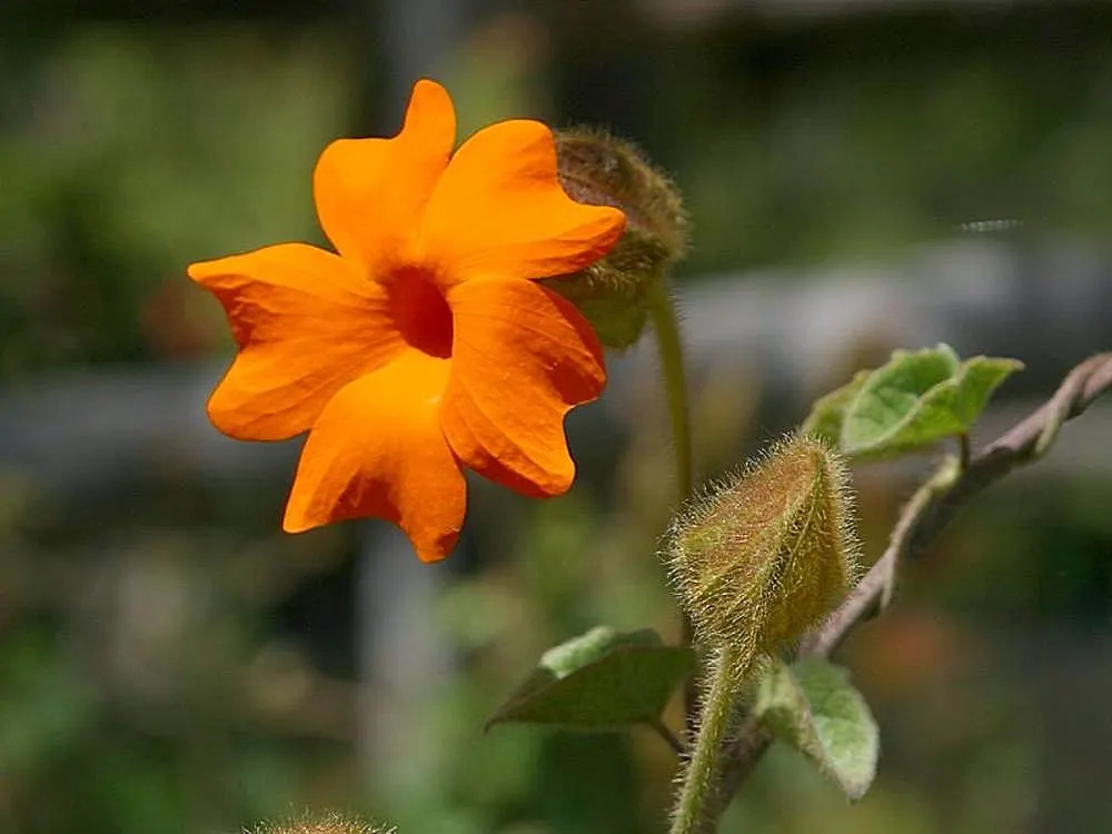Orange Clock Vine (Thunbergia Gregorii) — This perennial vine exhibits a twining and trailing habit