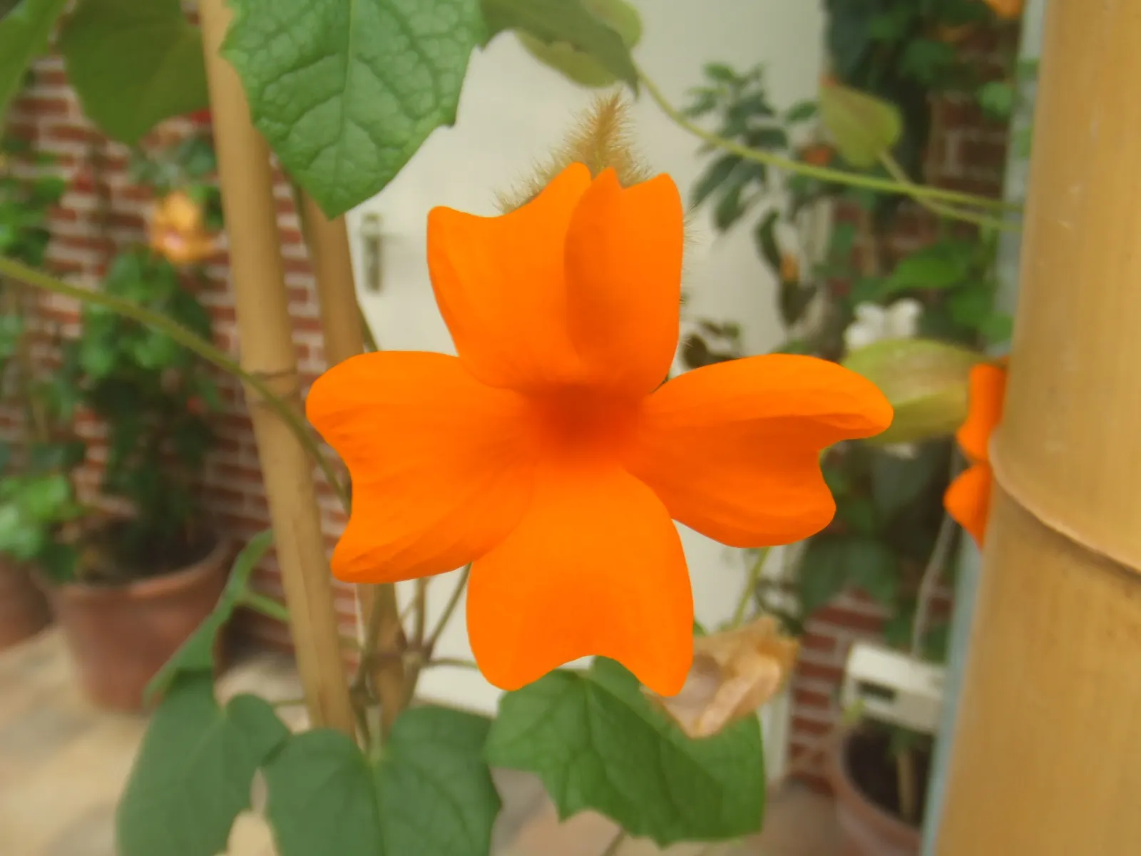 Orange Clock Vine (Thunbergia Gregorii) — making it splendid for trellises