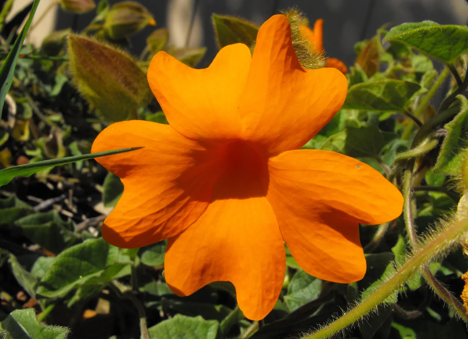 Orange Clock Vine (Thunbergia Gregorii) — especially in cooler months.<br><br>For optimal growth