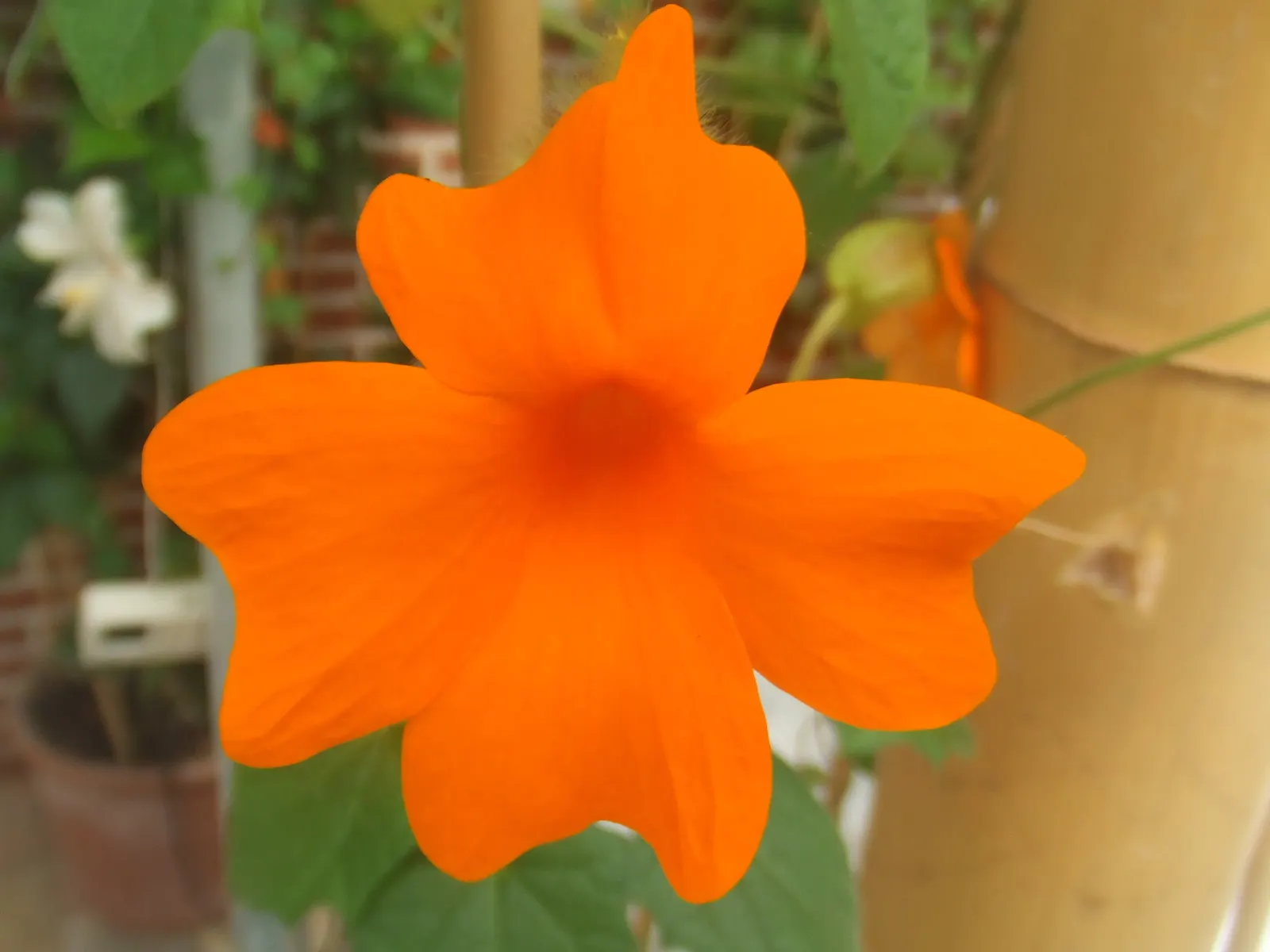 Orange Clock Vine (Thunbergia Gregorii) — It fares best in well-draining loamy or sandy soils with a moderate level of fertility