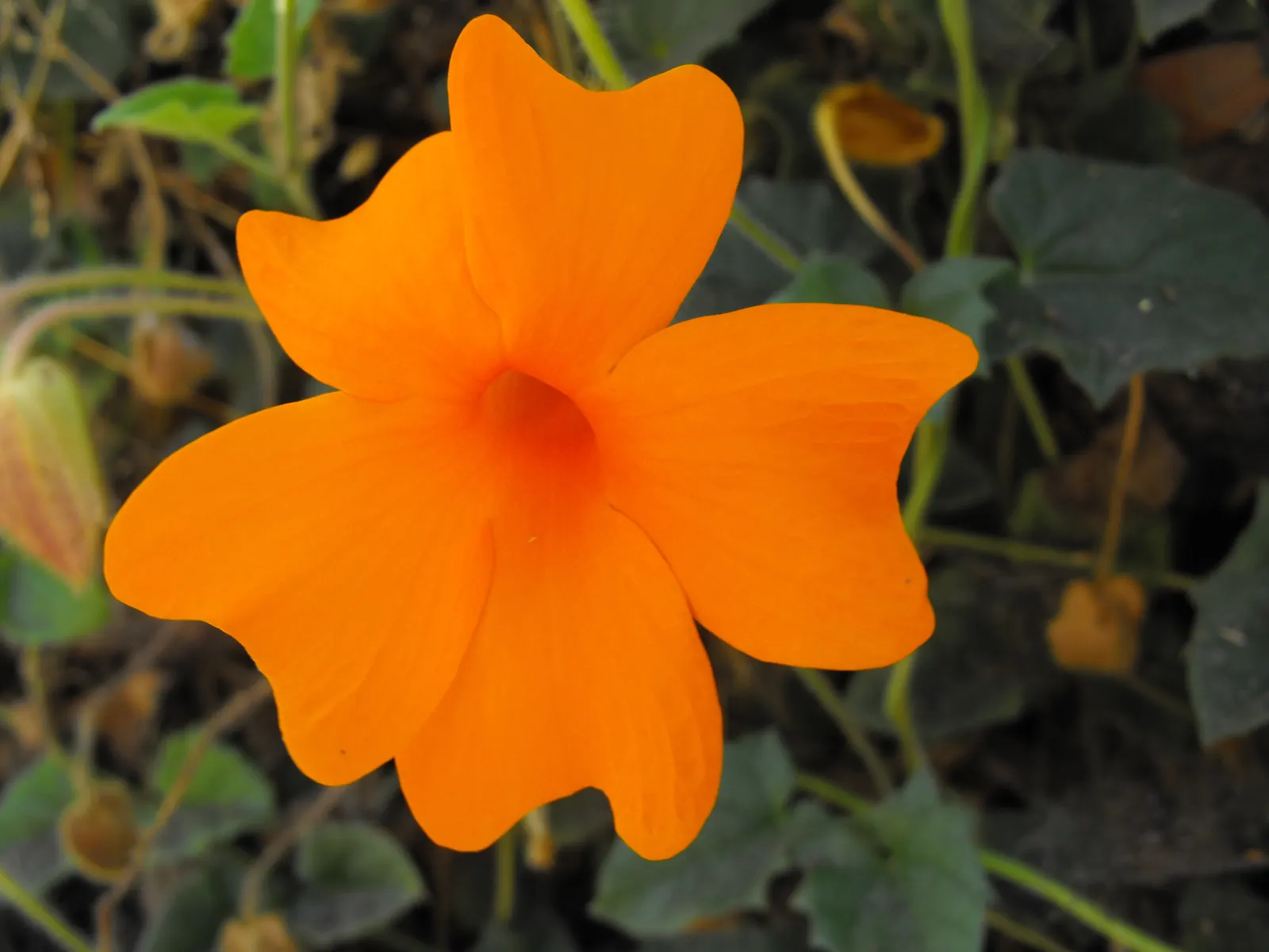 Orange Clock Vine (Thunbergia Gregorii) — but over-watering must be avoided