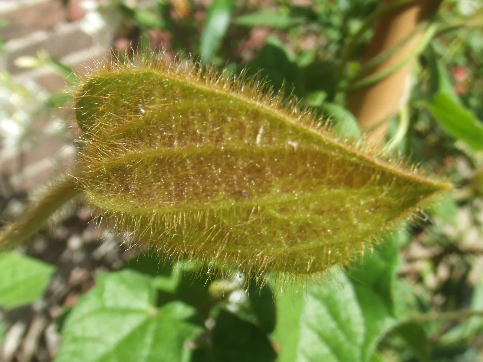 Orange Clock Vine (Thunbergia Gregorii) — Watering should maintain consistent moisture