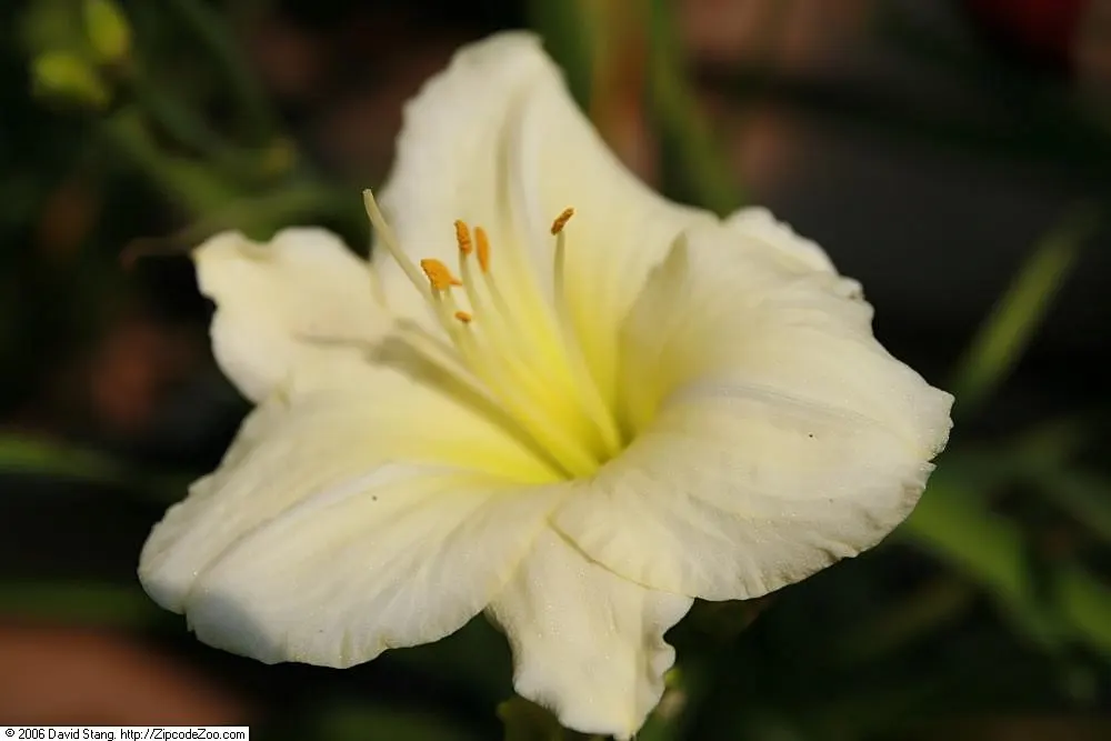 Joan Senior Daylily (Hemerocallis 'Joan Senior') — an elegant addition to any landscape design