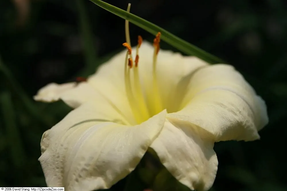 Joan Senior Daylily (Hemerocallis 'Joan Senior') — This perennial showcases an extended bloom period, flourishing in USDA Zones 3-9