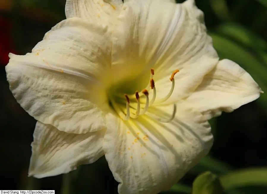 Joan Senior Daylily (Hemerocallis 'Joan Senior') — 6-inch-wide blooms that present a pristine