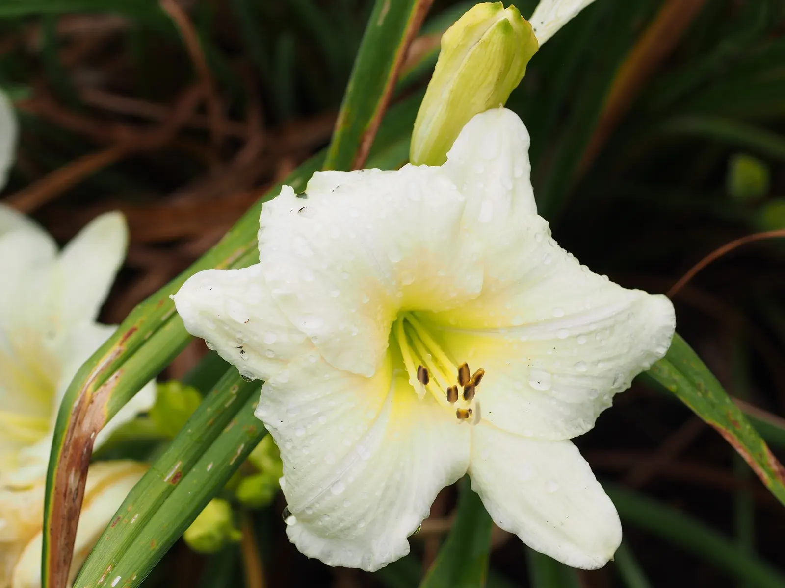 Joan Senior Daylily (Hemerocallis 'Joan Senior') — It thrives in full sun to partial shade and prefers well-drained soils