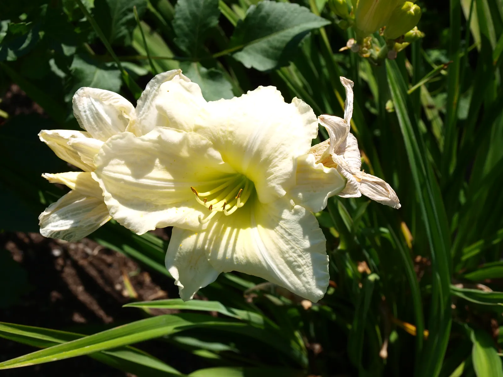 Joan Senior Daylily (Hemerocallis 'Joan Senior') — Hemerocallis 'Joan Senior' is a stunning daylily featuring large, creamy-white blooms with a green throat