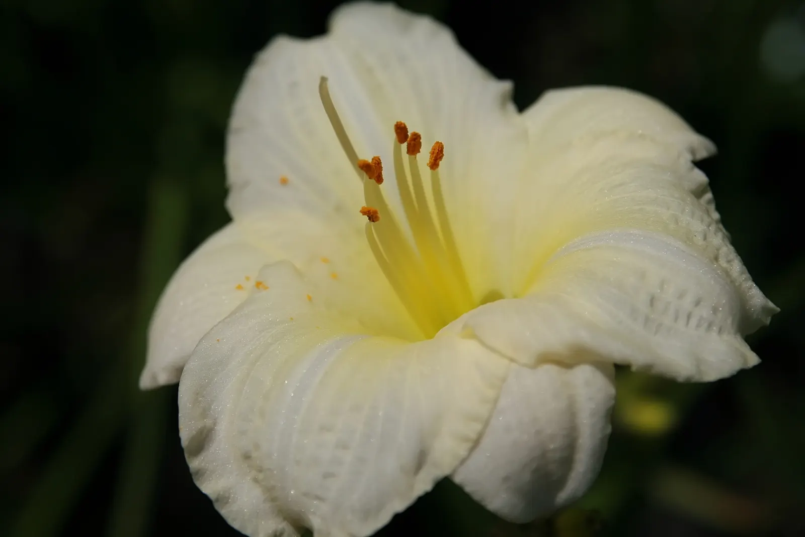 Joan Senior Daylily (Hemerocallis 'Joan Senior') — near-white color with subtle lemon-yellow throats