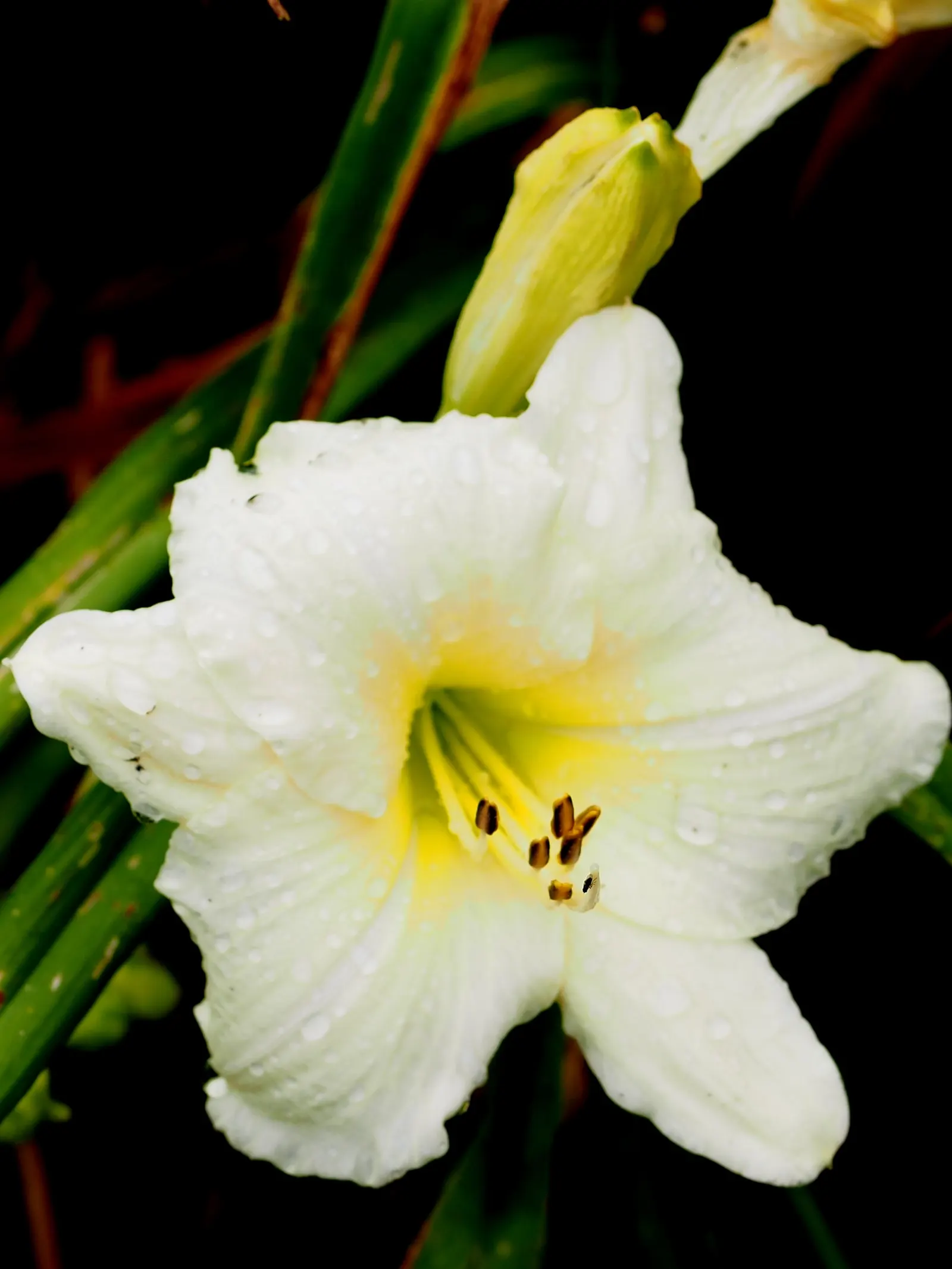 Joan Senior Daylily (Hemerocallis 'Joan Senior') — Ideal for borders or mass plantings, it adds elegant, eye-catching contrast to any landscape design