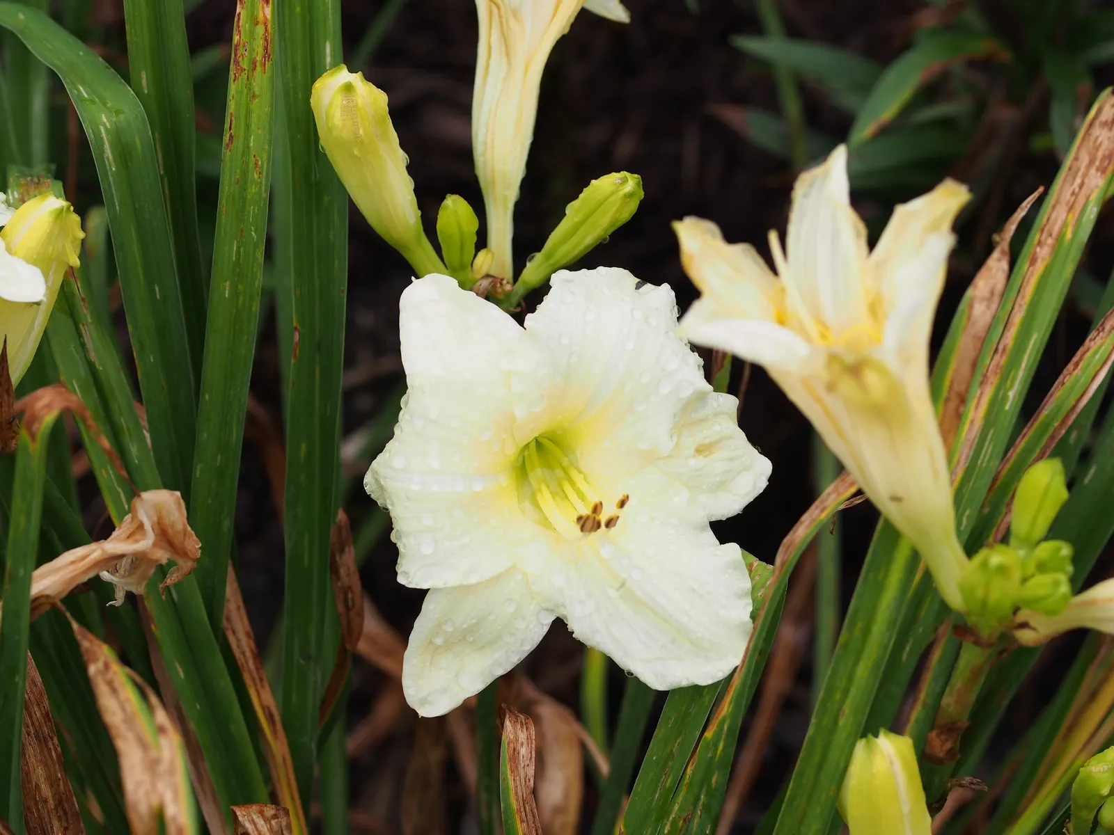 Joan Senior Daylily (Hemerocallis 'Joan Senior') — Each flower measures up to 6 inches across, set atop 25-inch scapes