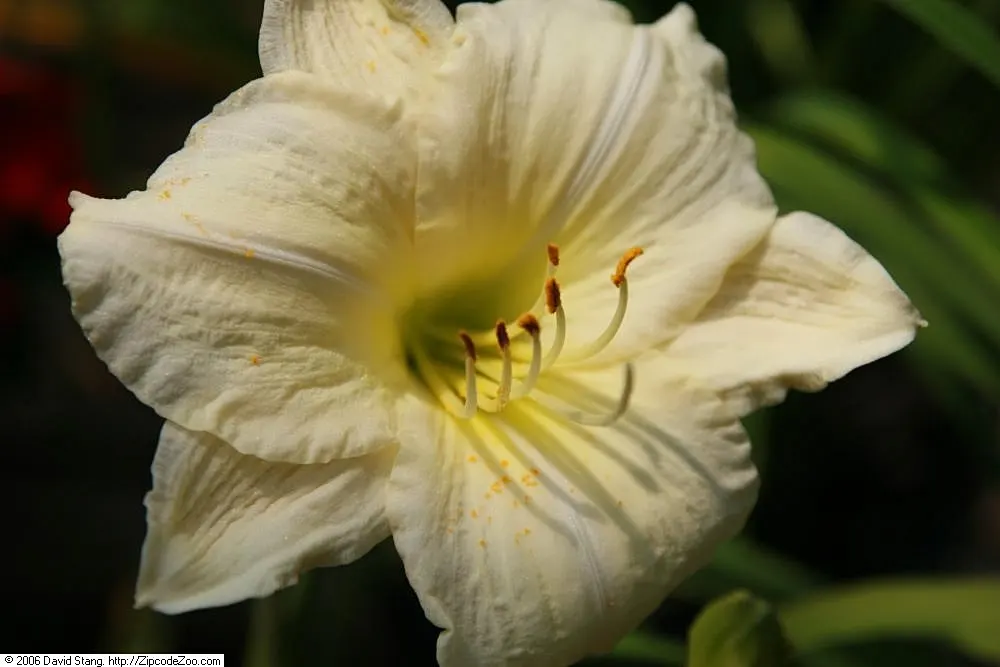 Joan Senior Daylily (Hemerocallis 'Joan Senior') — commonly referred to as the Joan Senior Daylily