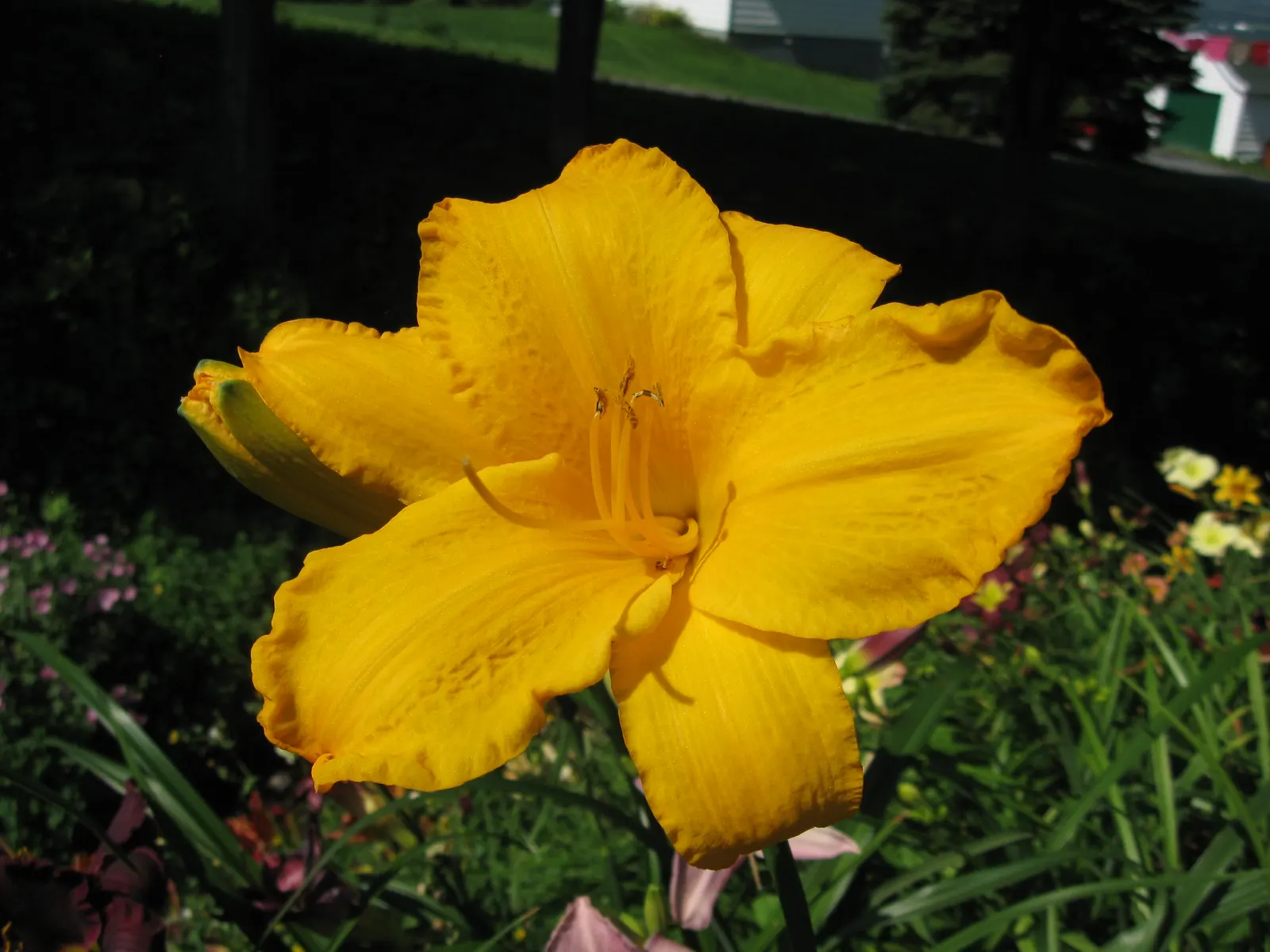 Joan Senior Daylily (Hemerocallis 'Joan Senior') — The Hemerocallis \'Joan Senior\' is a striking perennial plant