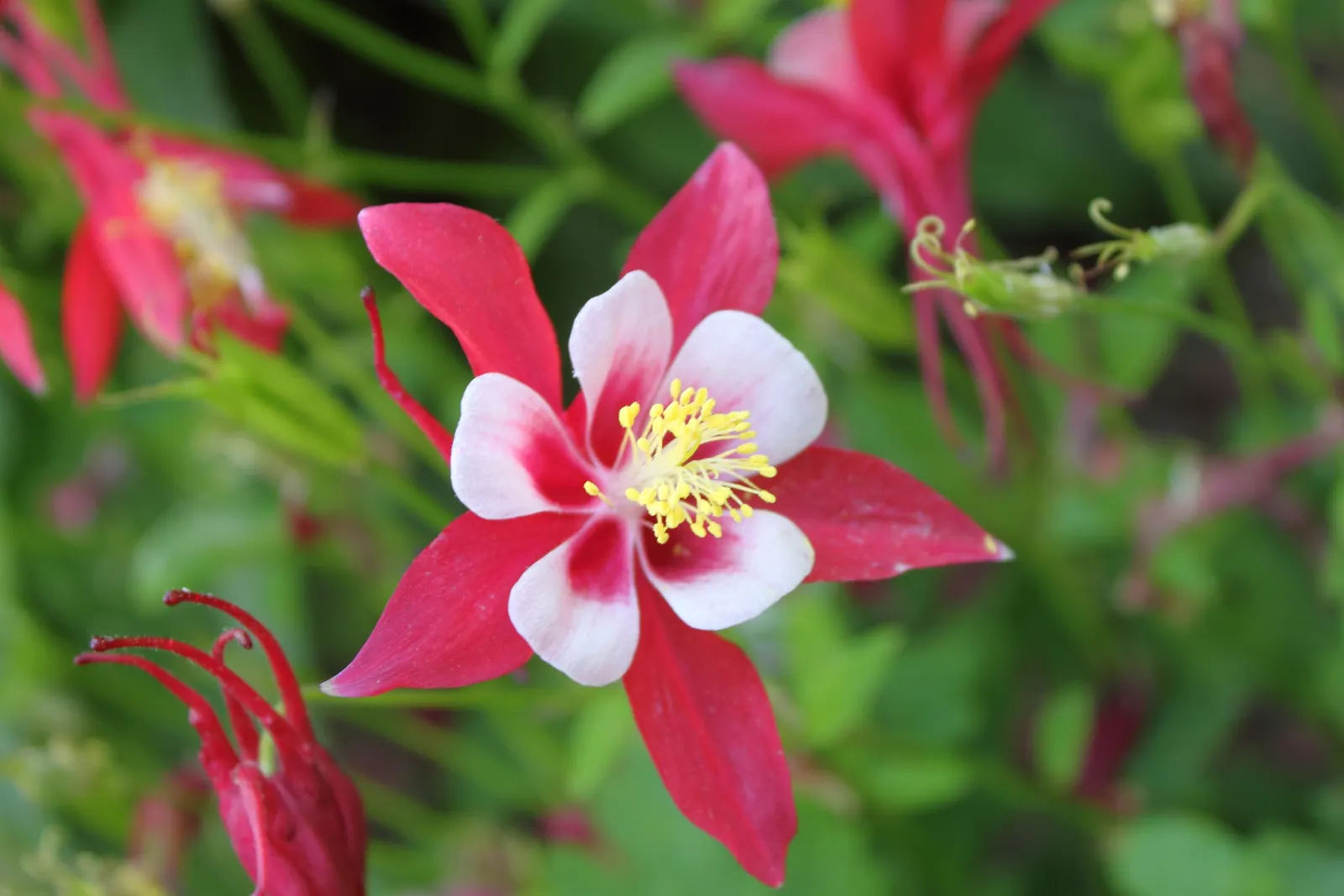 Origami Red And White Columbine (Aquilegia 'Origami Red And White') — showcases red petals with white corolla undersides