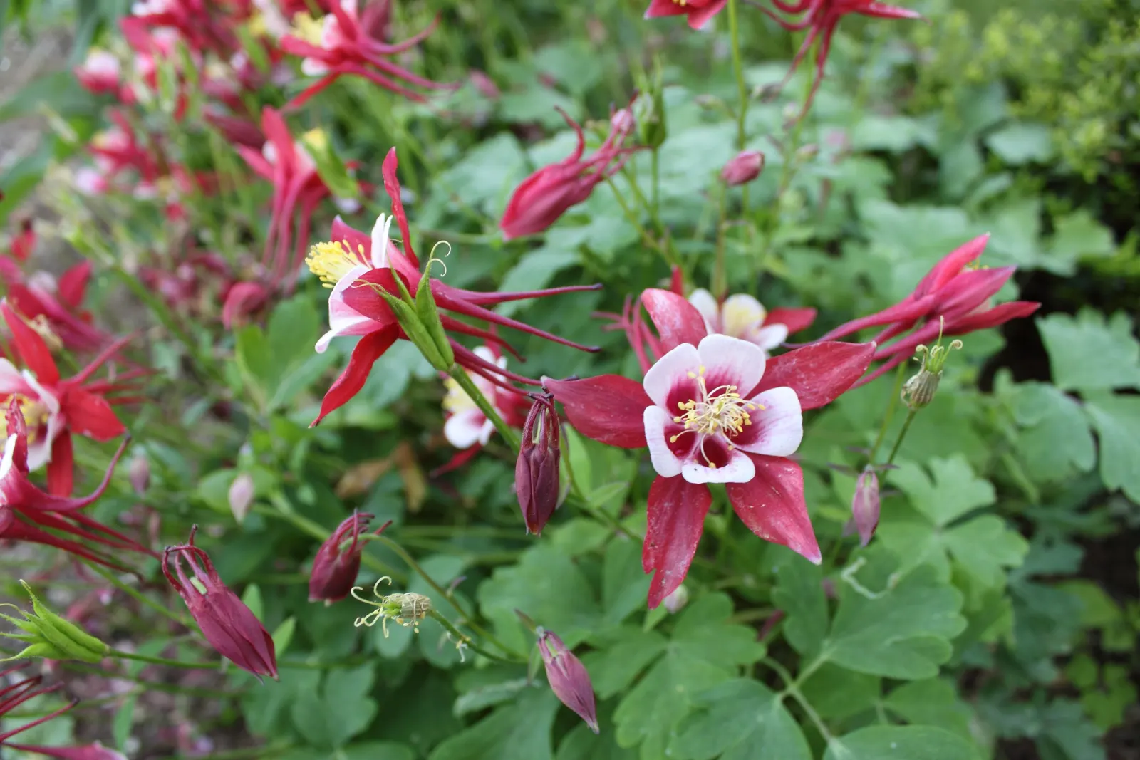 Origami Red And White Columbine (Aquilegia 'Origami Red And White') — a perennial known for its striking bicolored flowers