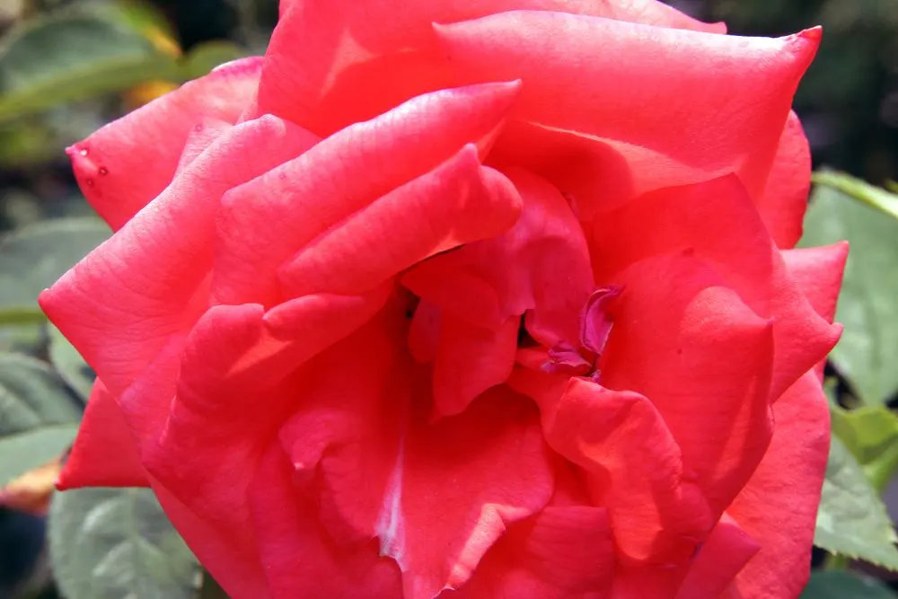 Tropicana Hybrid Tea Rose (Rosa 'Tropicana') — the 'Tropicana' performs best in full sun with well-drained soil