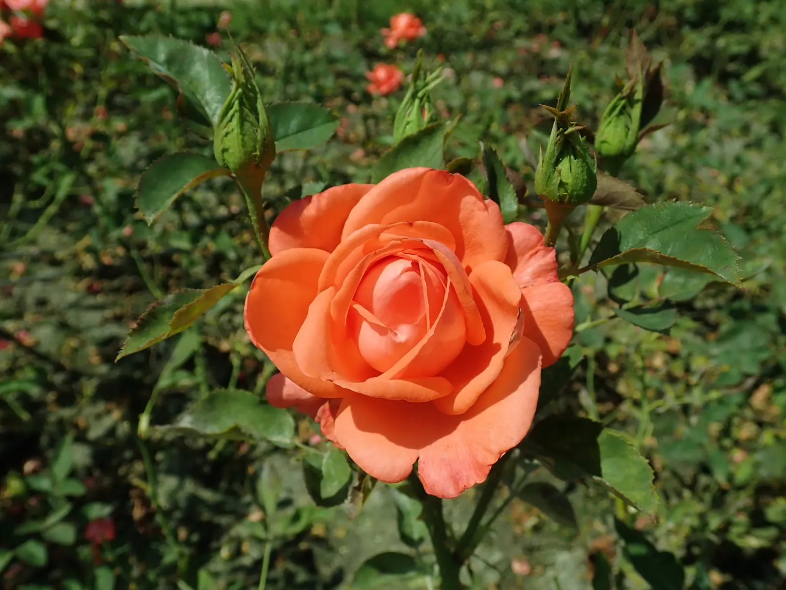 Tropicana Hybrid Tea Rose (Rosa 'Tropicana') — The plant flourishes in well-drained, loamy soil with a neutral to slightly acidic pH; sturdy stems make it