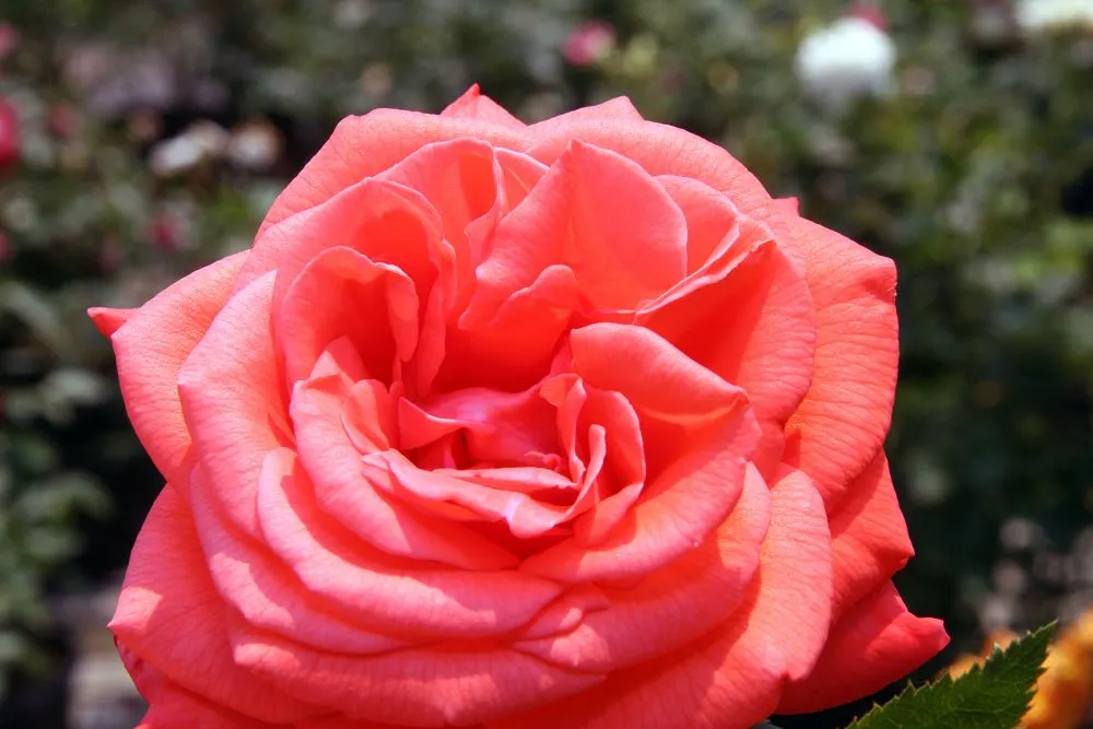 Tropicana Hybrid Tea Rose (Rosa 'Tropicana') — Each flower, spanning approximately 5-6 inches across, emerges from long, upright stems perfect for, image 28