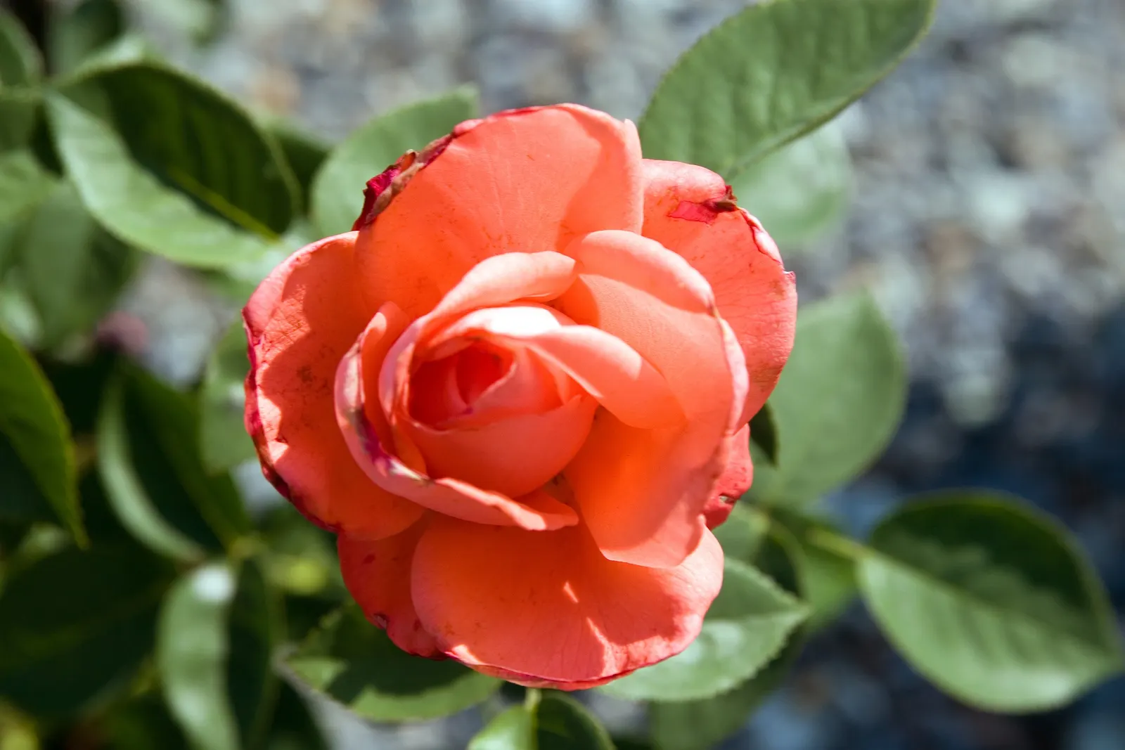 Tropicana Hybrid Tea Rose (Rosa 'Tropicana') — sweet fragrance that is sure to attract attention.<br><br>Boasting a robust growth habit; and monitoring will