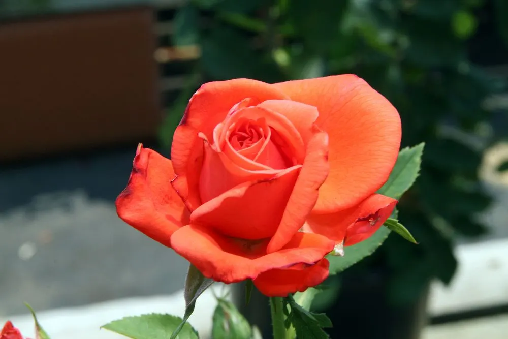 Tropicana Hybrid Tea Rose (Rosa 'Tropicana') — This stately rose requires a position in full sun to achieve optimal blooming and health, image 38