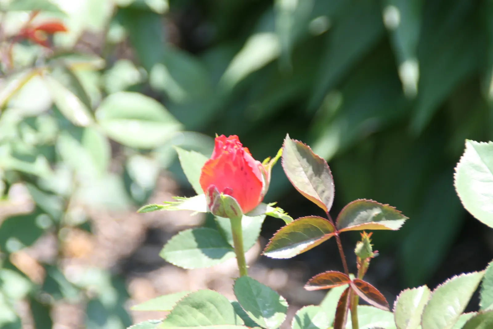 Tropicana Hybrid Tea Rose (Rosa 'Tropicana') — The plant flourishes in well-drained, loamy soil with a neutral to slightly acidic pH