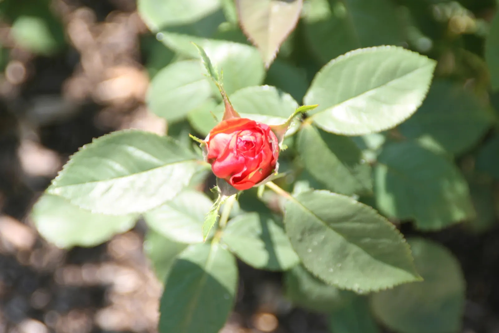 Tropicana Hybrid Tea Rose (Rosa 'Tropicana') — the Tropicana typically reaches a mature height of 4 to 5 feet with a spread of around 2 to 3 feet
