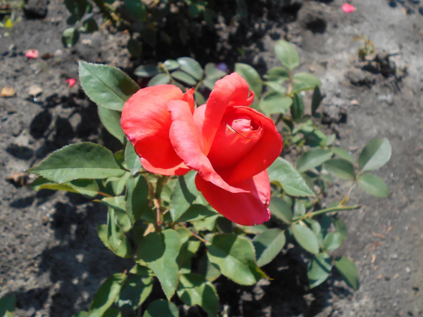 Tropicana Hybrid Tea Rose (Rosa 'Tropicana') — it does require routine maintenance to prevent common rose ailments such as blackspot and powdery mildew