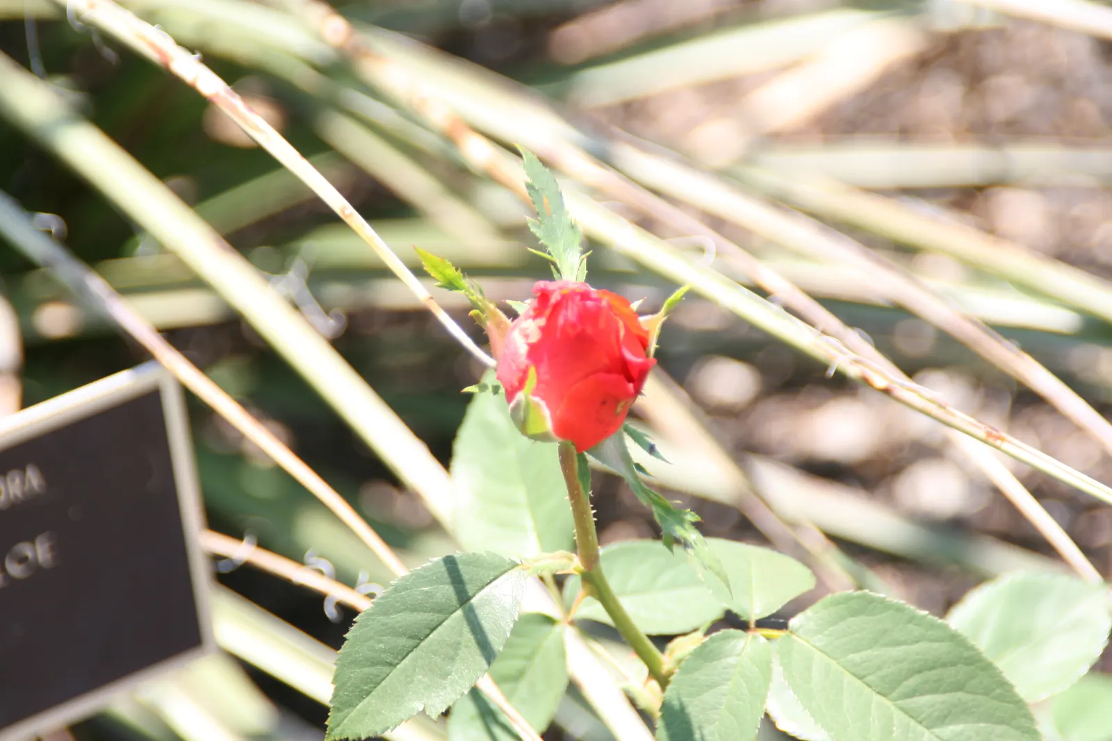 Tropicana Hybrid Tea Rose (Rosa 'Tropicana') — is a strikingly vibrant addition to any garden