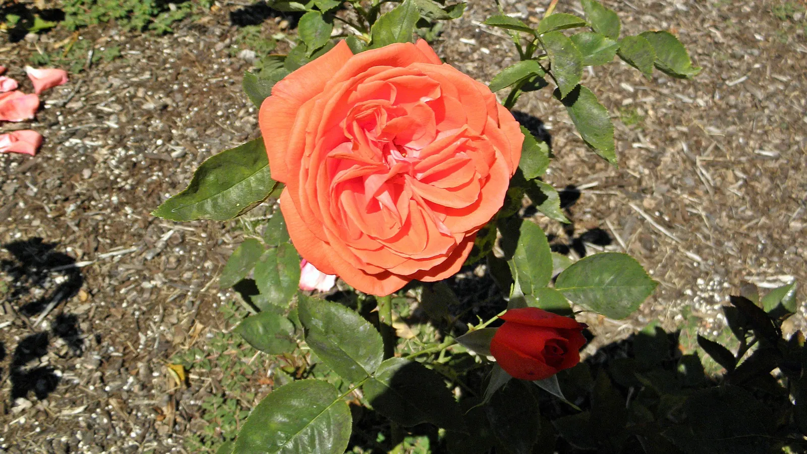 Tropicana Hybrid Tea Rose (Rosa 'Tropicana') — shrub for full