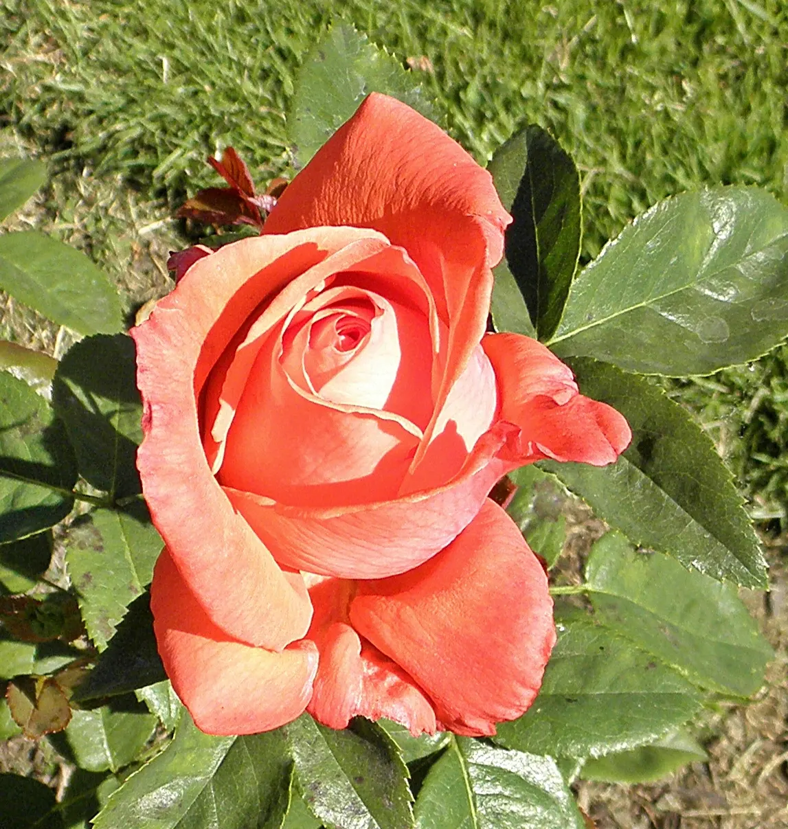 Tropicana Hybrid Tea Rose (Rosa 'Tropicana') — the 'Tropicana' performs best in full sun with well-drained soil; the plant flourishes in well-drained, loamy